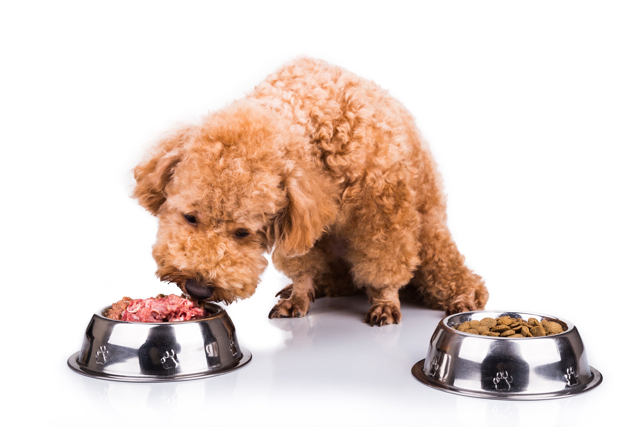 Is wet food hot sale bad for dogs